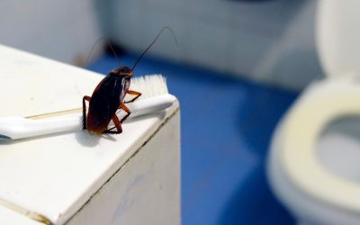 Signs You Need Professional Pest Control in Henderson