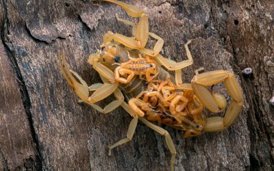 Who’s the Best Exterminator for Getting Rid of Scorpions in Henderson, NV?