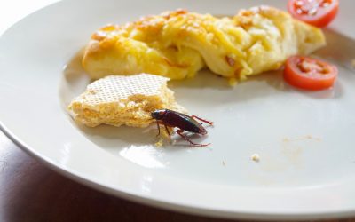 Cockroach Control for Henderson Businesses & Restaurants