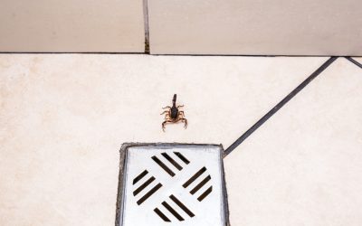 Who's the Top Scorpion Removal Service in Henderson?