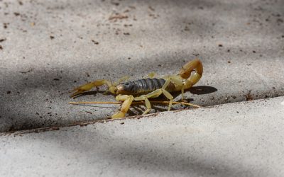 Scorpion Problems for Henderson Homeowners