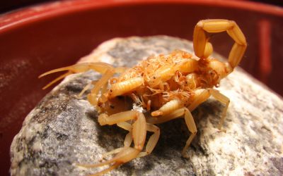 Who Offers Guaranteed Scorpion Control in Las Vegas?