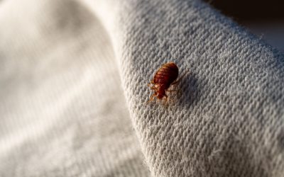 Bed Bugs in Las Vegas Apartments: What Tenants Should Know