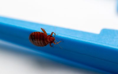 Can You Get Bed Bugs From Casinos in Las Vegas?
