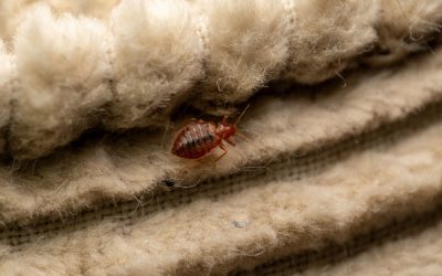 How Bed Bugs Spread in Las Vegas Hotels