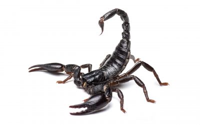 Find out everything you need to know about Bark Scorpions.
