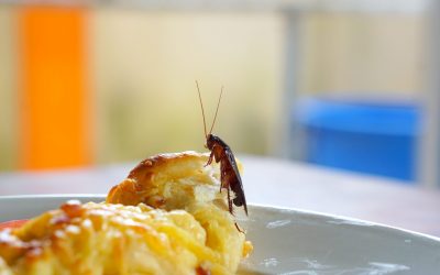 Restaurant pest control in Las Vegas