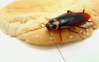 Pest Control Cockroaches in Las Vegas, NV